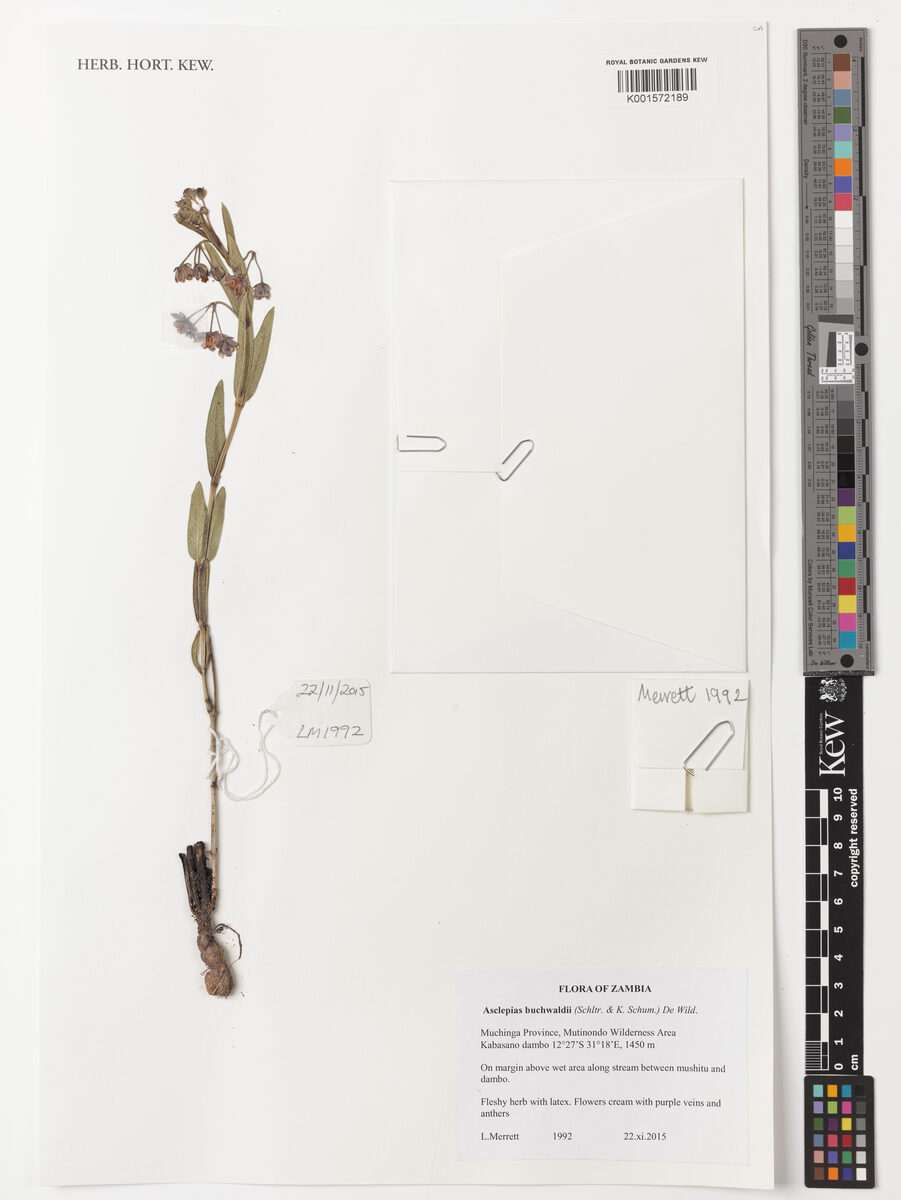 Asclepias buchwaldii
