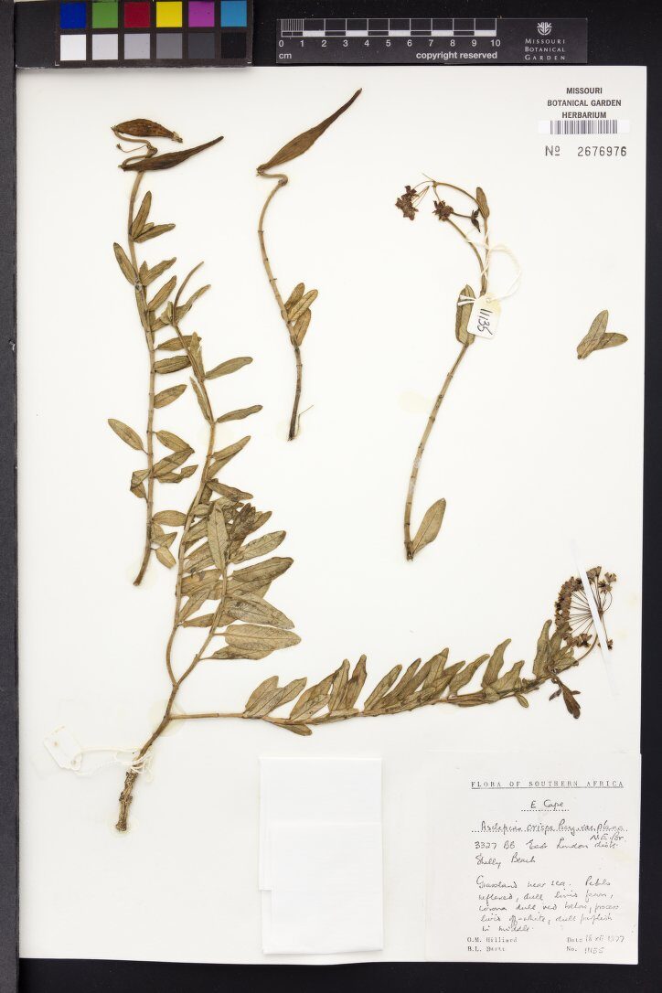 Asclepias crispa var. plana