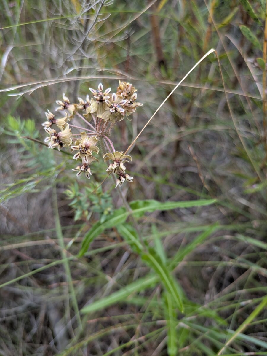 Asclepias crispa var. plana (Bitter root) — photo