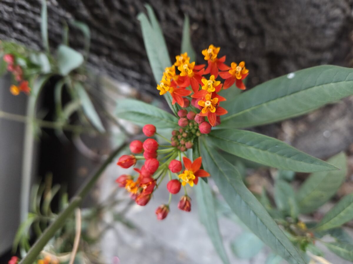 Asclepiadaceae