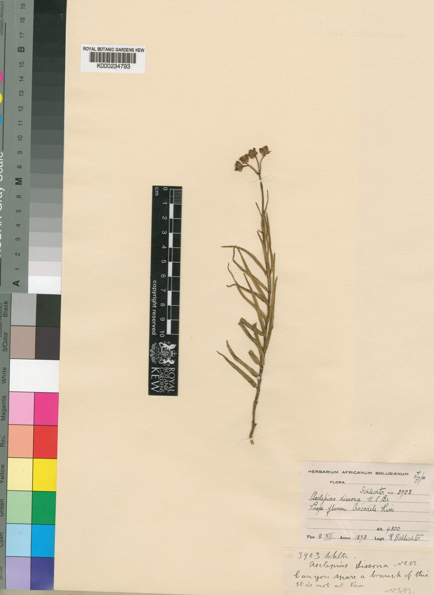 Asclepias dissona