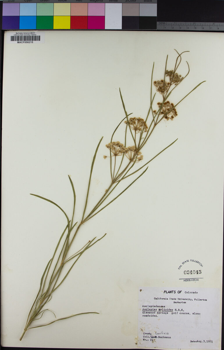 Asclepias galioides (Bedstraw Milkweed) — photo