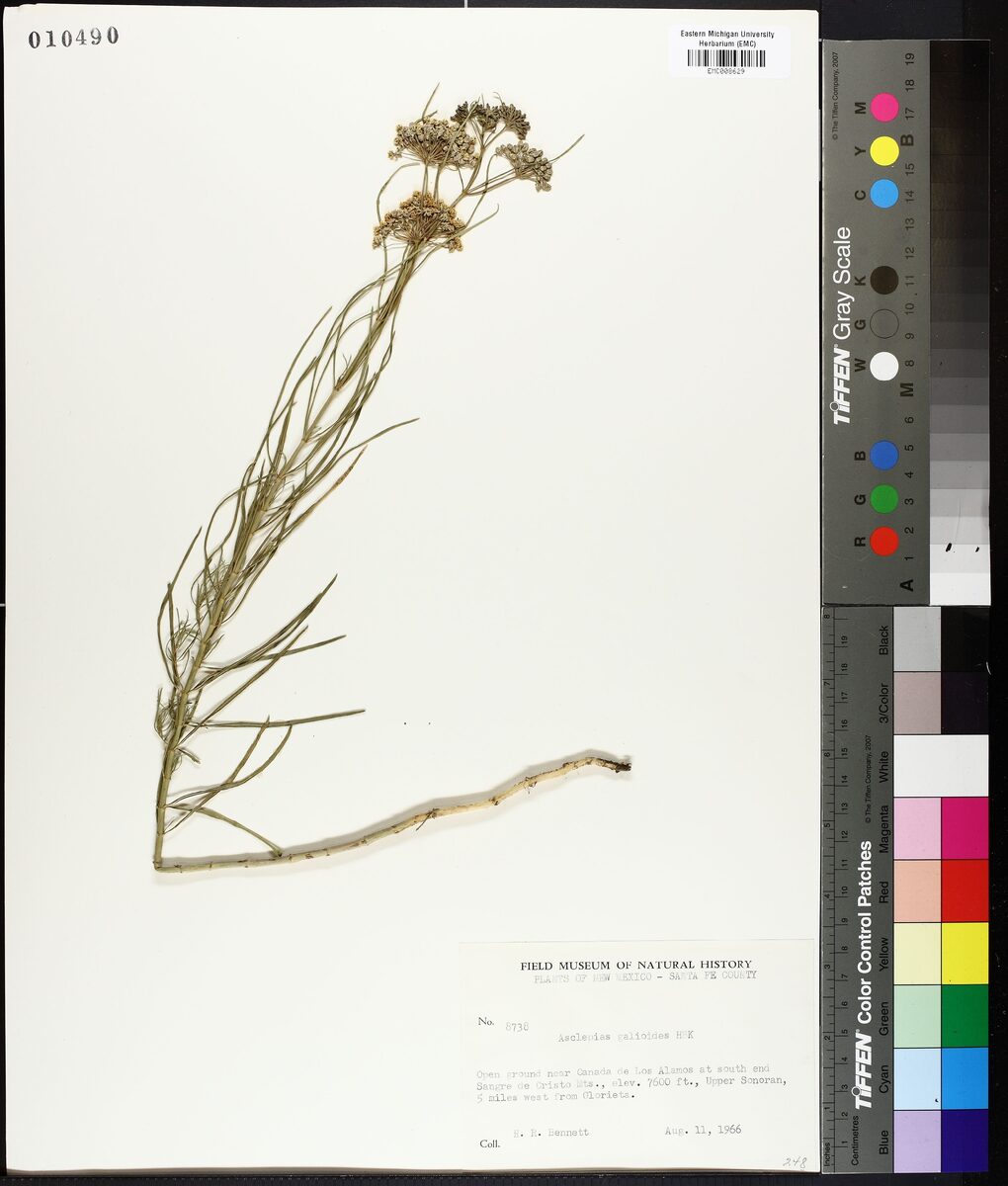 Asclepias galioides (Bedstraw Milkweed) — photo