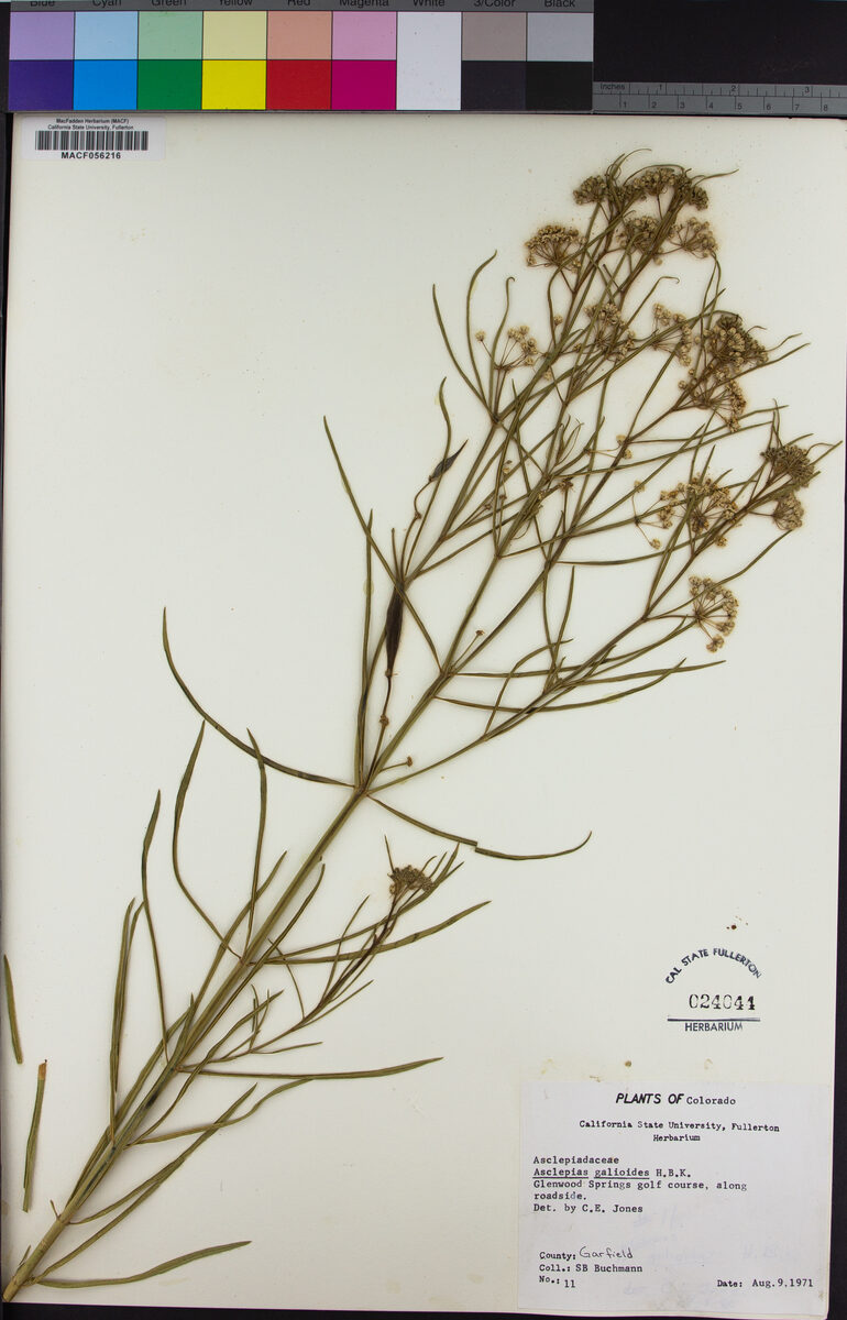 Asclepias galioides