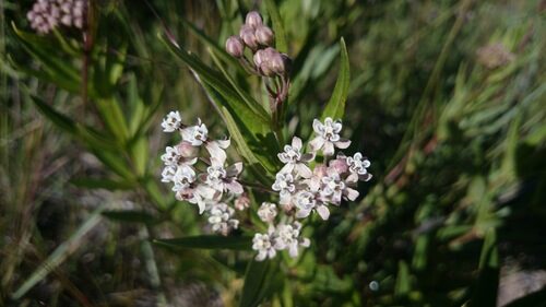 Asclepias mexicana — photo