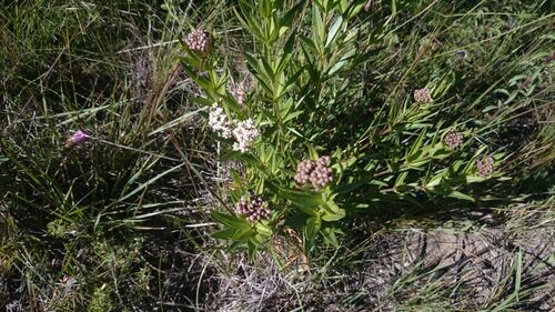 Asclepias mexicana — photo