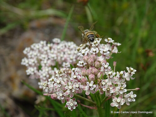 Asclepias mexicana