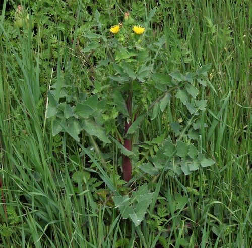 Asclepias schlechteri (Milk weed) — photo