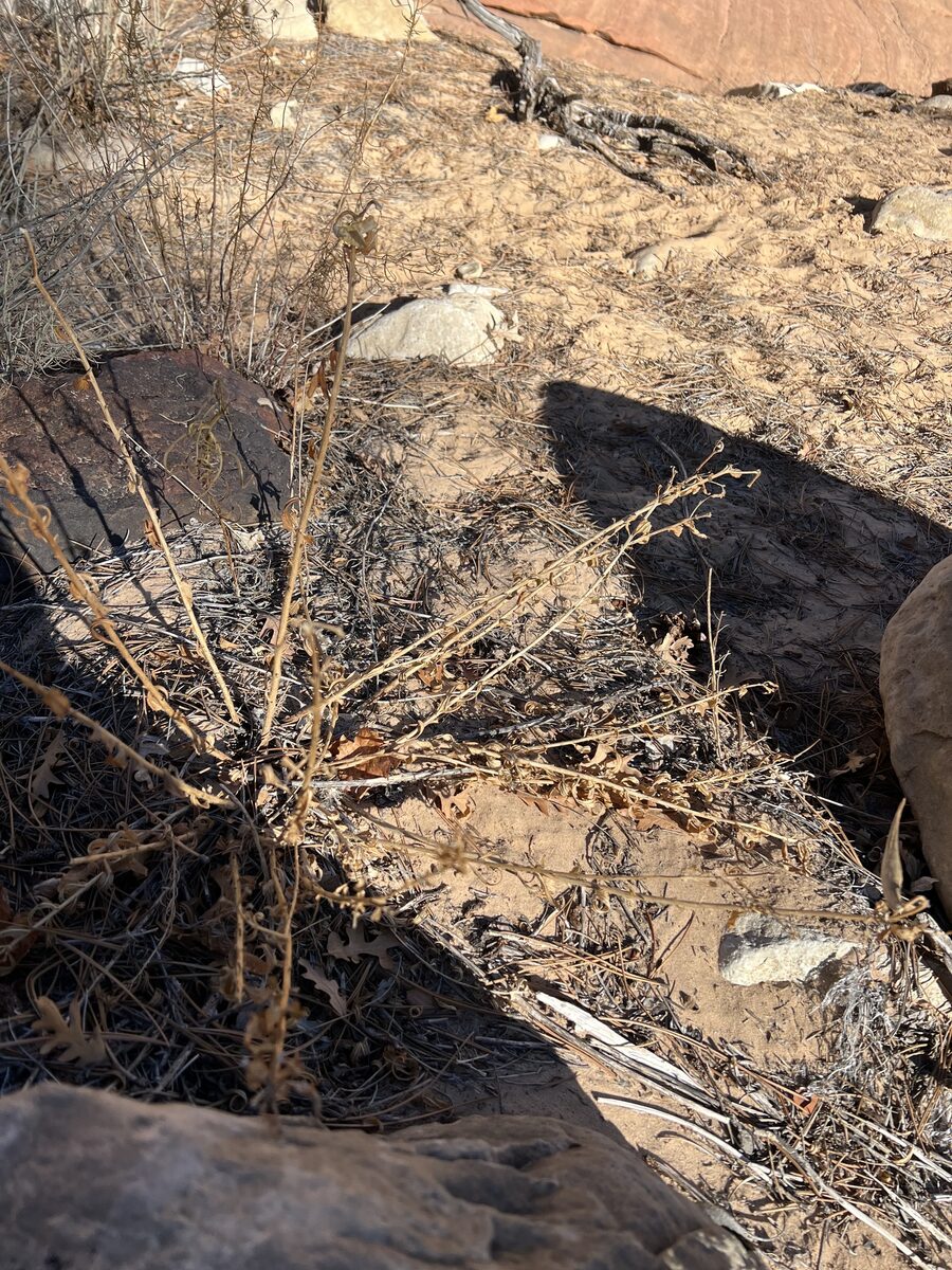 Asclepias subverticillata - (A.Gray) Vail (Poison Milkweed) — photo