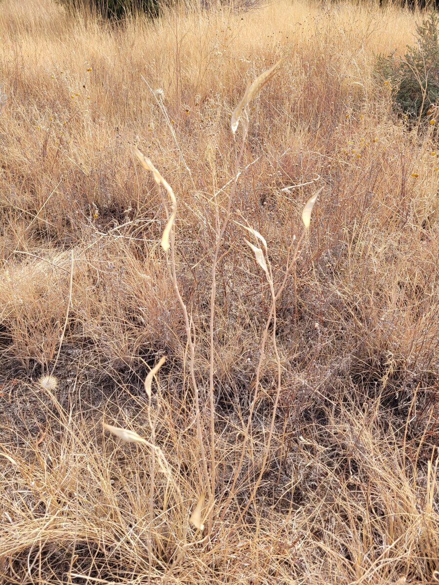 Asclepias subverticillata - (A.Gray) Vail (Poison Milkweed) — photo