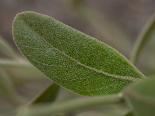 Asimina incana — photo
