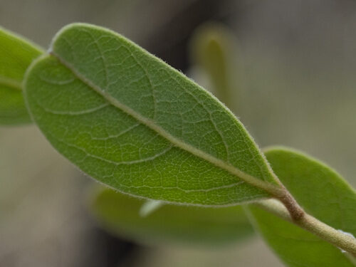 Asimina incana — photo