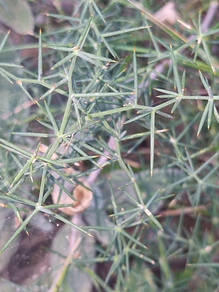 Asparagus aphyllus subsp. orientalis — photo