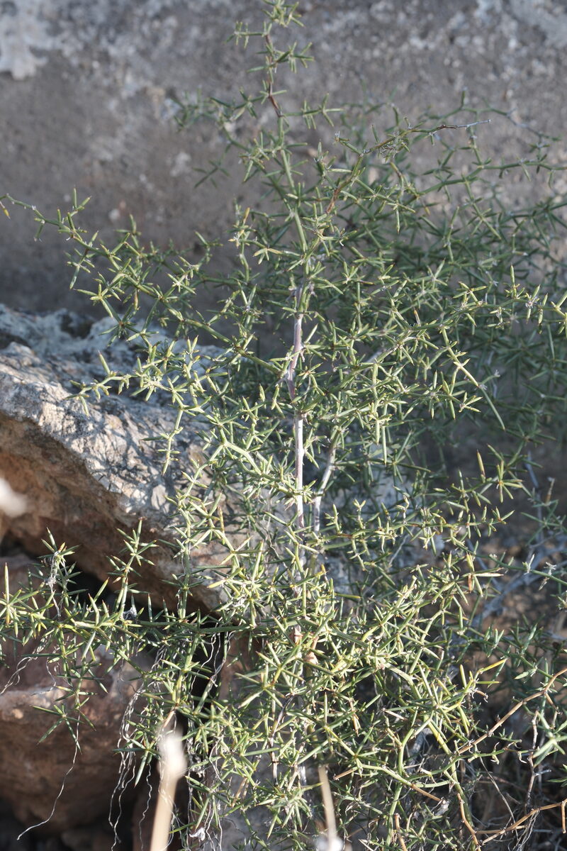 Asparagus aphyllus subsp. orientalis — photo