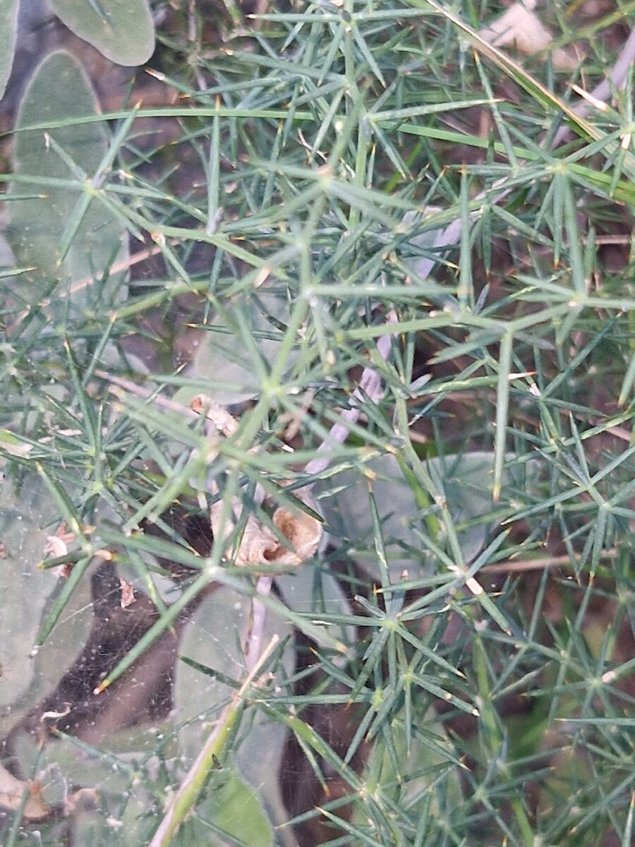 Asparagus aphyllus subsp. orientalis