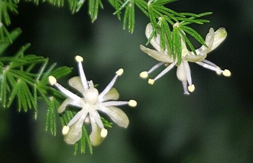 Asparagus filicinus (Fern Asparagus) — photo