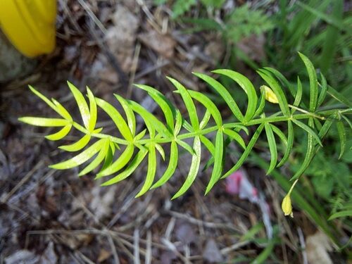 Asparagus filicinus