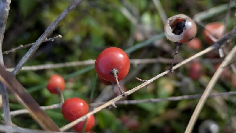 Asparagus officinalis subsp. prostratus (Wild asparagus) — photo