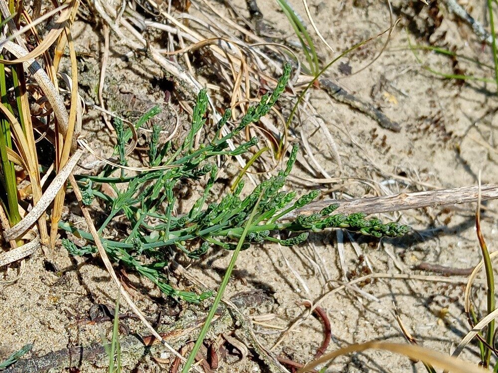 Asparagus officinalis subsp. prostratus (Wild asparagus) — photo