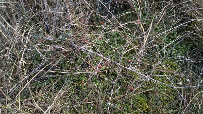 Asparagus officinalis subsp. prostratus