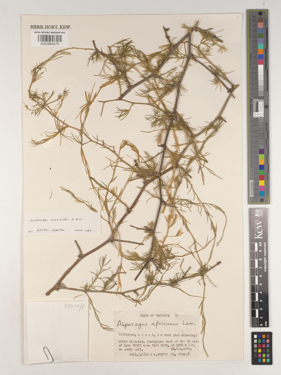 Asparagus scaberulus — photo