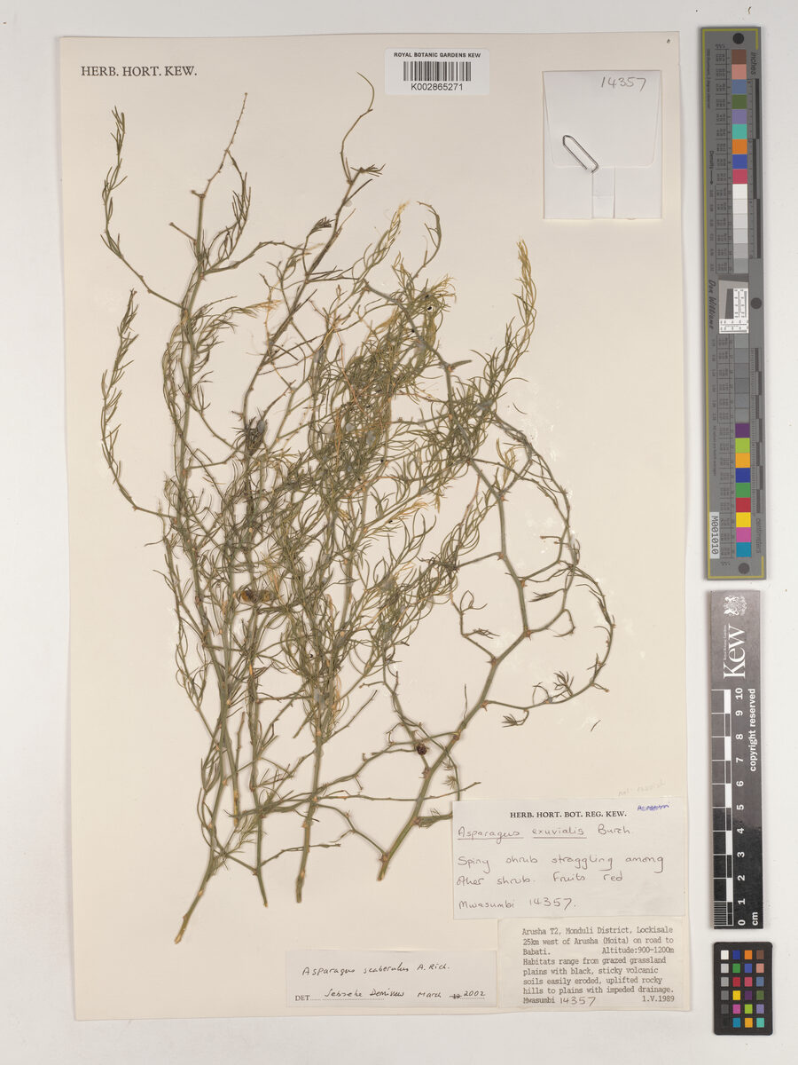 Asparagus scaberulus — photo
