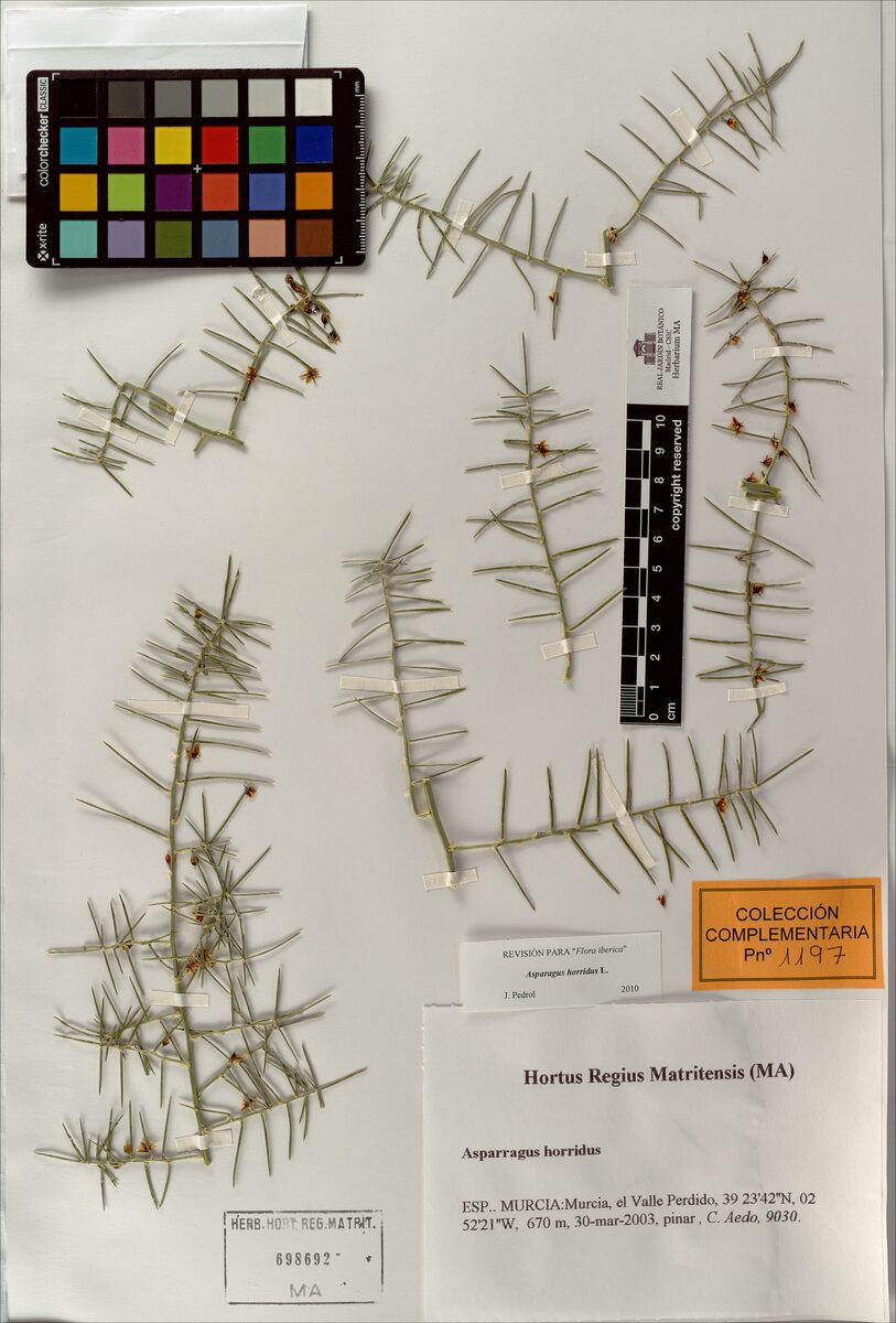 Asparagus stipularis — photo
