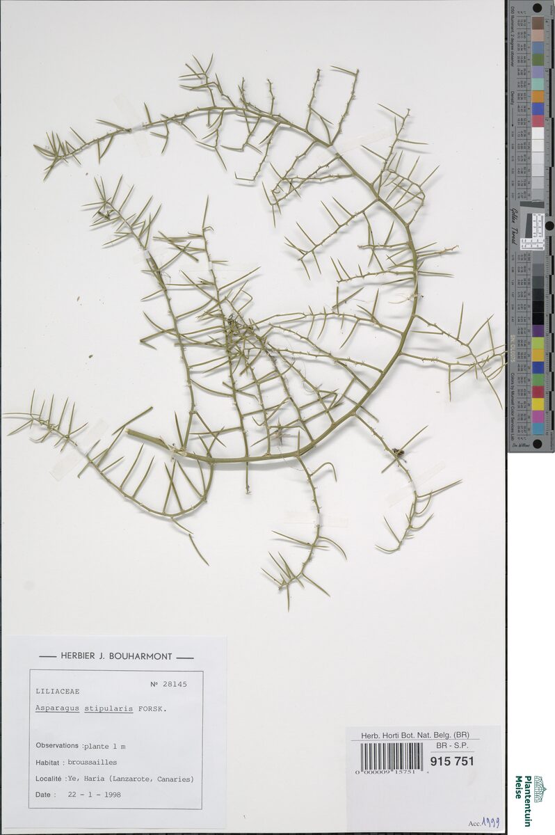 Asparagus stipularis — photo