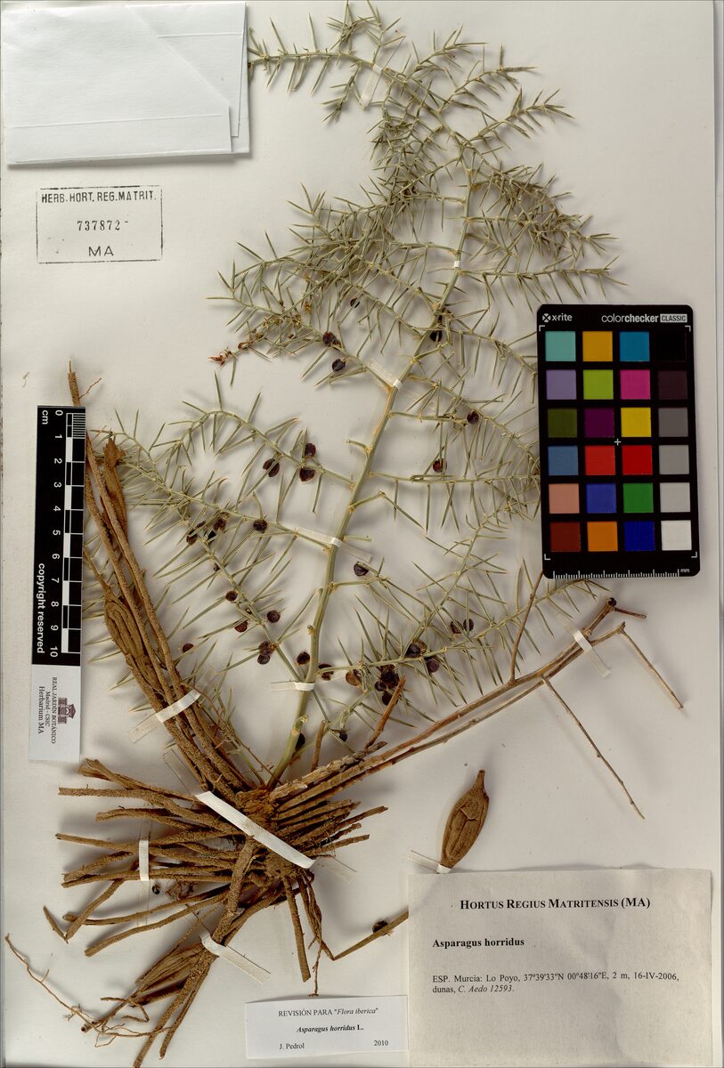 Asparagus stipularis