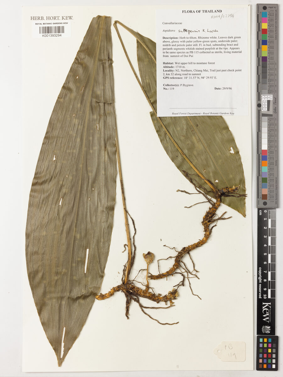 Aspidistra sutepensis (Lilao) — photo