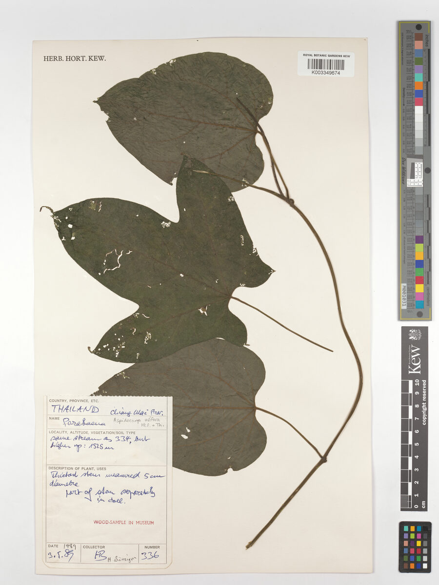 Aspidocarya uvifera (Seiga) — photo