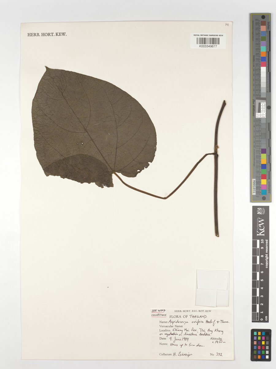 Aspidocarya uvifera (Seiga) — photo
