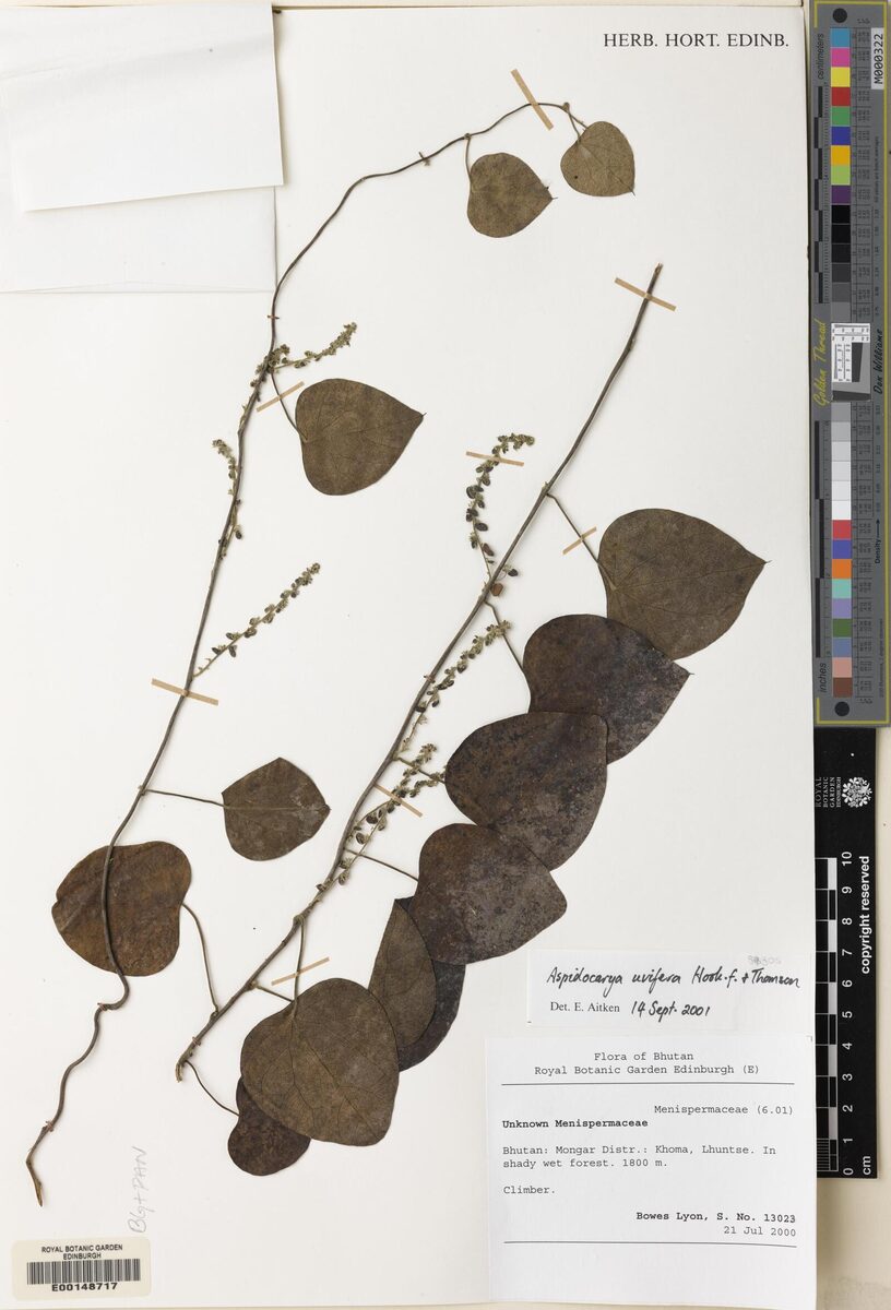 Aspidocarya uvifera