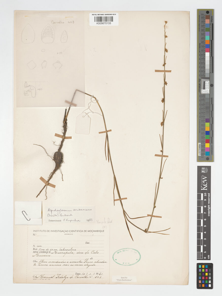 Aspidoglossum erubescens — photo