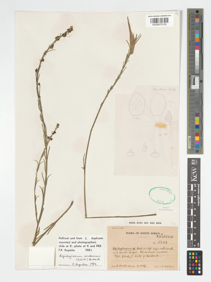 Aspidoglossum erubescens — photo