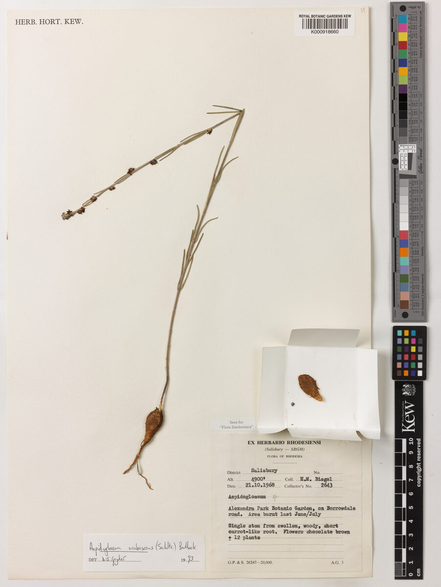 Aspidoglossum erubescens