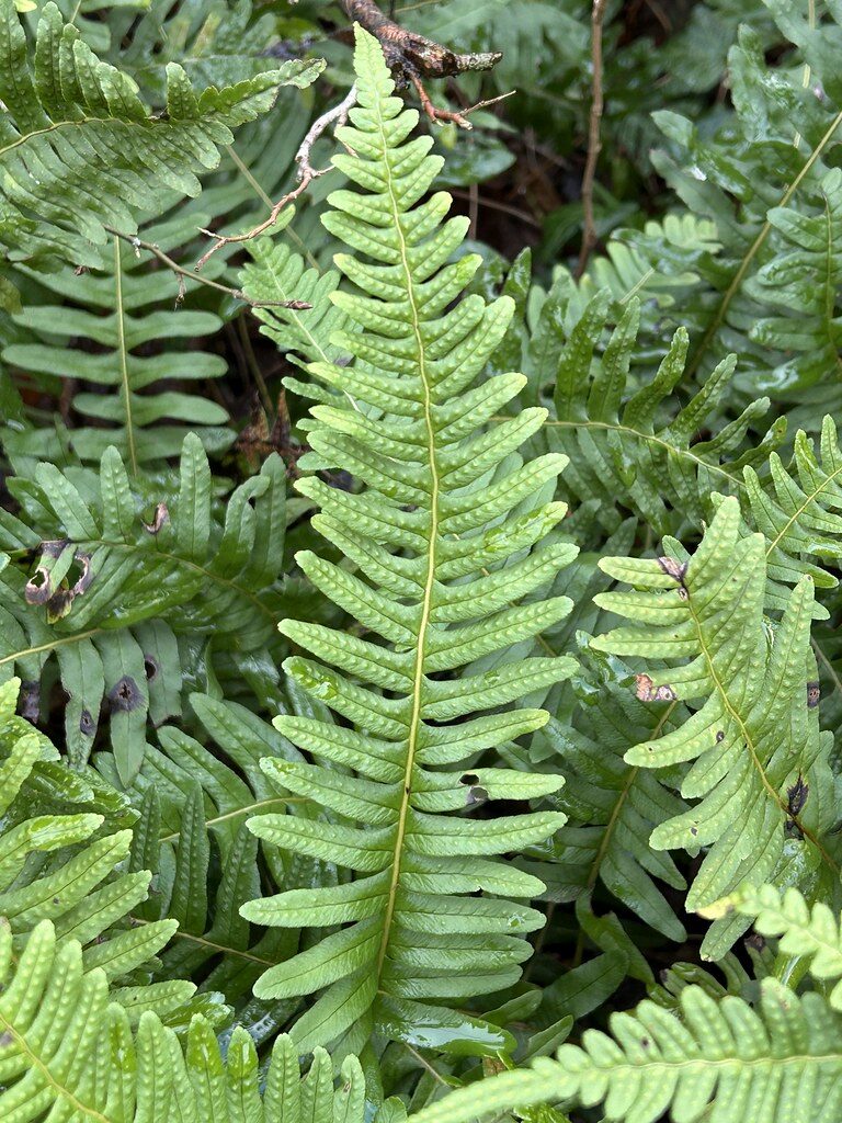 Asplenium polypodioides (fern) — photo
