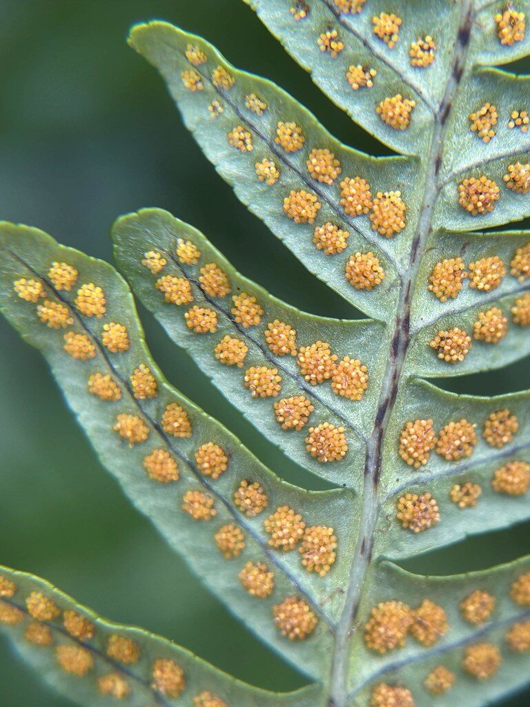 Asplenium polypodioides (fern) — photo