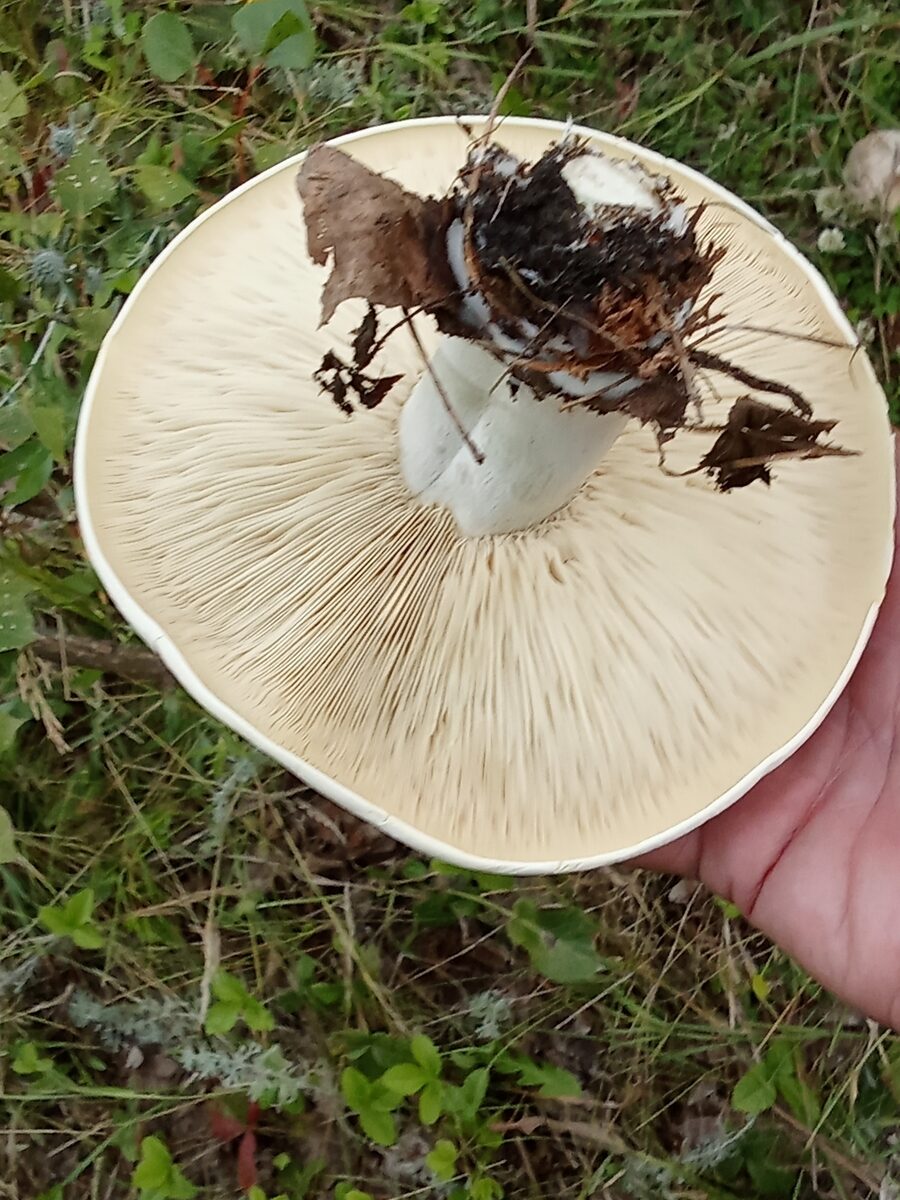 Aspropaxillus lepistoides — photo