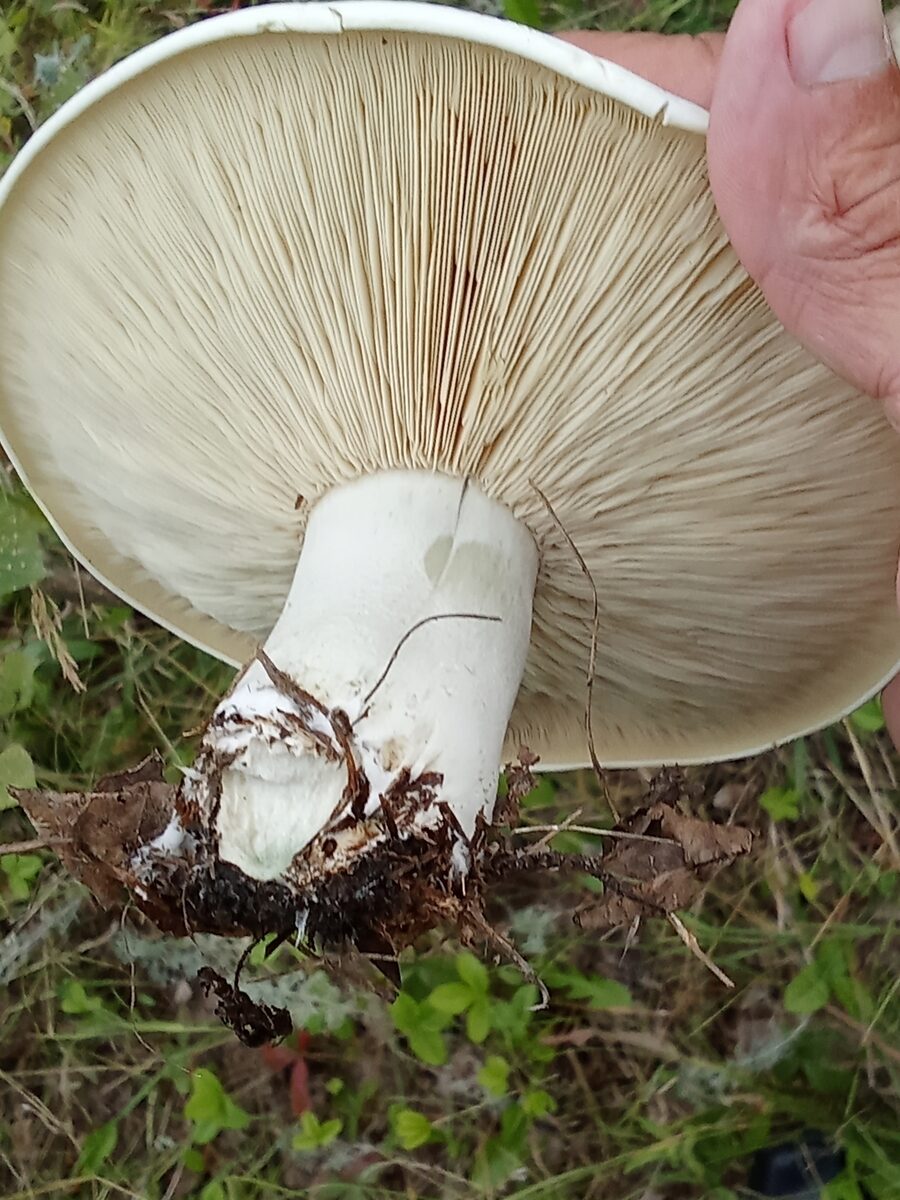Aspropaxillus lepistoides