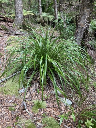 Astelia alpina (Perching lily) — photo