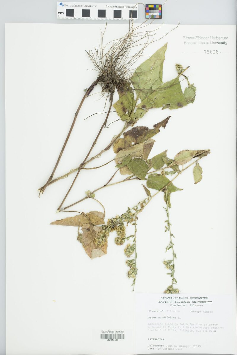 Aster cordifolius (Common Blue Wood Aster) — photo