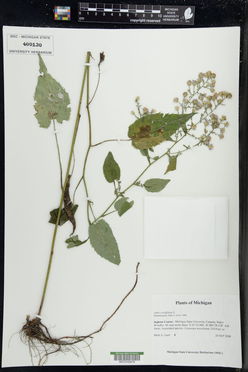 Aster cordifolius (Common Blue Wood Aster) — photo