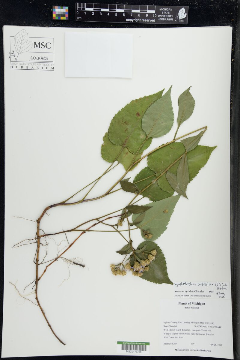 Aster cordifolius