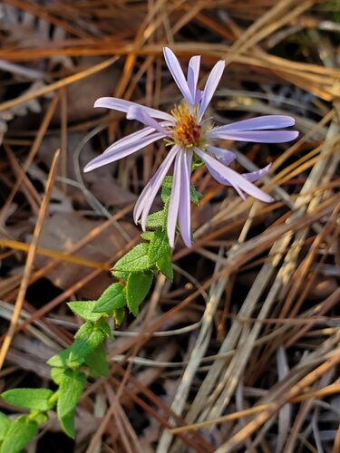 Aster trinervius (Purple aster) — photo