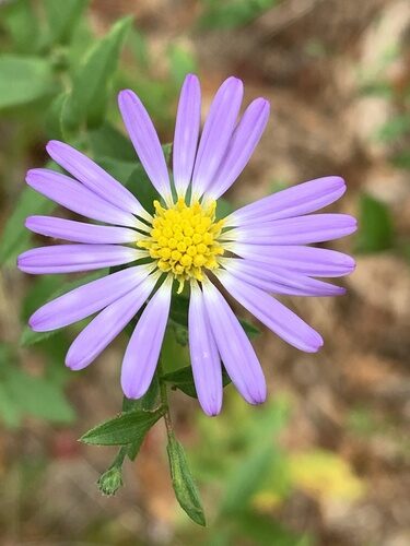 Aster trinervius (Purple aster) — photo