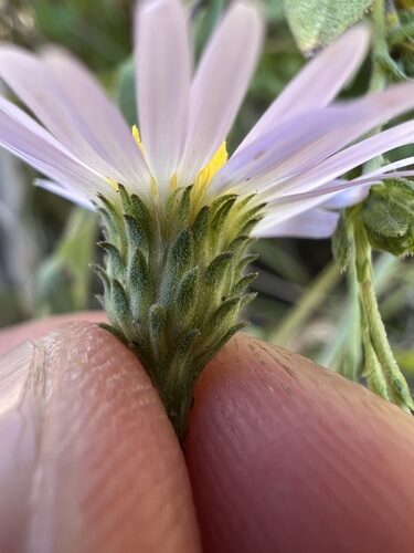 Aster trinervius