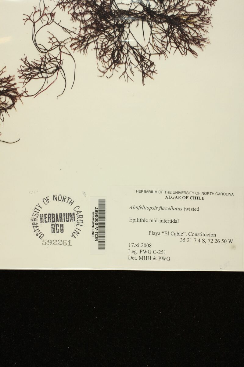 Asterfilopsis furcellata — photo