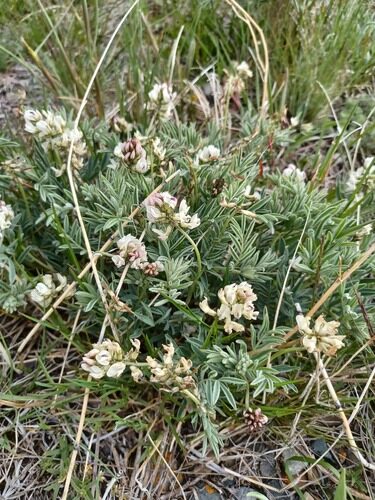 Astragalus aboriginorum (Indian Milkvetch) — photo
