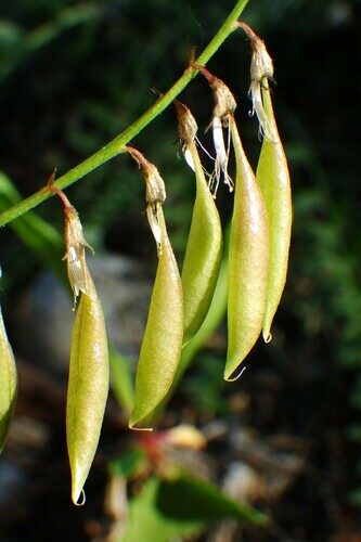 Astragalus aboriginorum (Indian Milkvetch) — photo